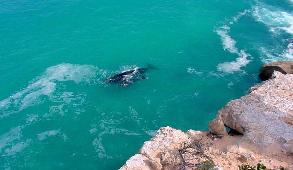 Voyage sur-mesure, Head of Bight